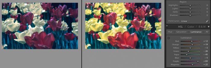 Lightroom colour adjustment, with the results evident.